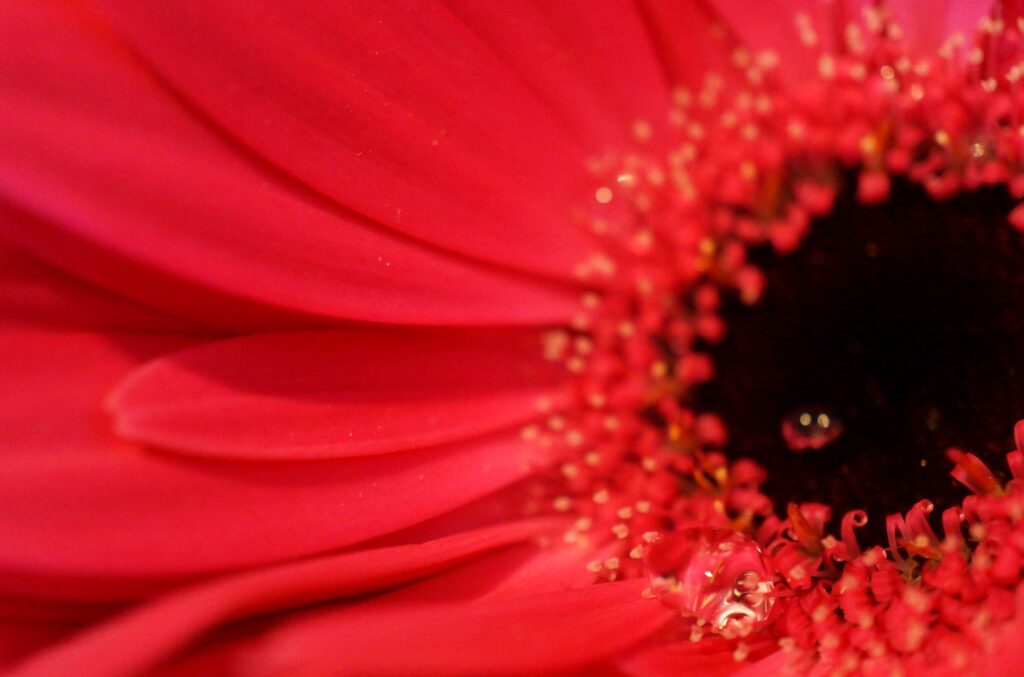 Bloem met waterdruppel